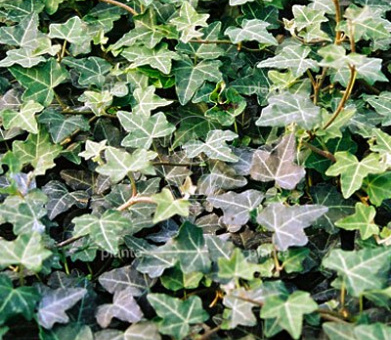 Hedera helix 'Plattensee'
