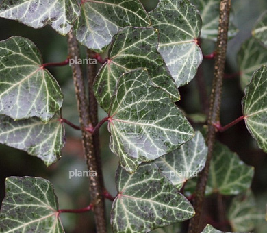 Hedera helix 'Woerner'
