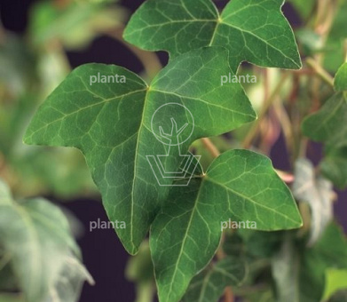 Hedera helix