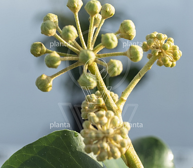 Hedera hibernica 'Arbori Compact'