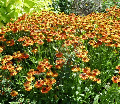 Helenium 'Sahin's Early Flowerer'