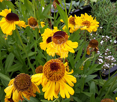 Helenium bigelovii 'The Bishop'