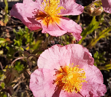 Helianthemum 'Lawrenson's Pink'