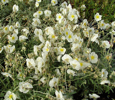Helianthemum 'The Bride'