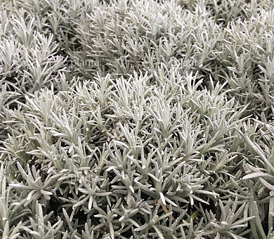 Helichrysum italicum