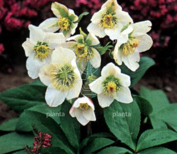 Helleborus niger