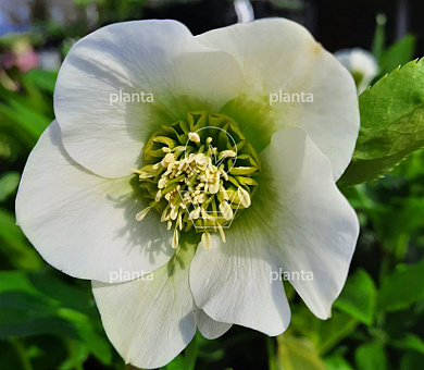 Helleborus orientalis 'Pretty Ellen White'