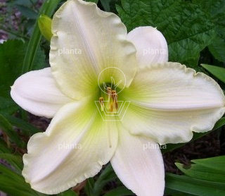 Hemerocallis 'Arctic Snow'