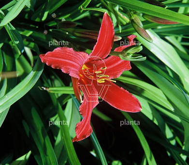 Hemerocallis 'Crimson Pirate'