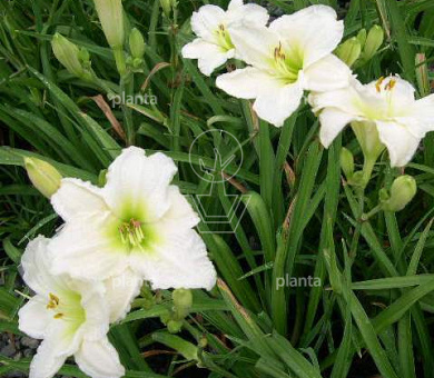 Hemerocallis 'Gentle Shepherd'