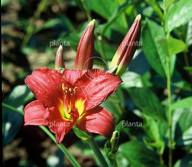 Hemerocallis 'Pardon Me'