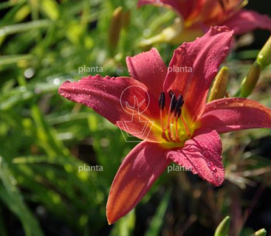 Hemerocallis 'Pink Damask'