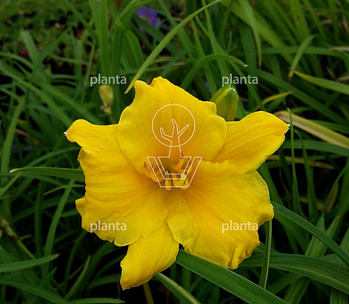 Hemerocallis 'Stella de Oro'