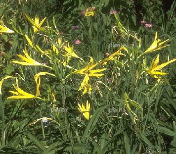 Hemerocallis citrina