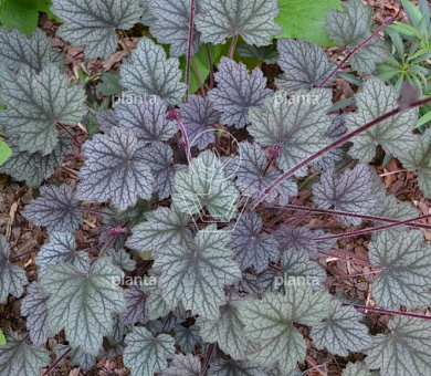 Heuchera 'Frosted Violet'