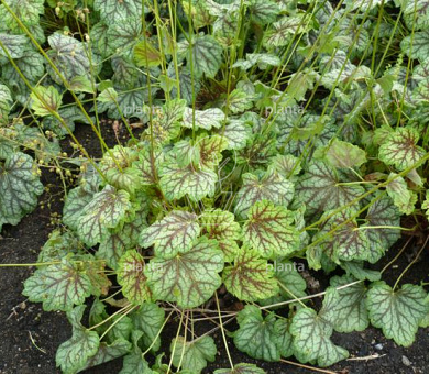 Heuchera 'Green Spice'