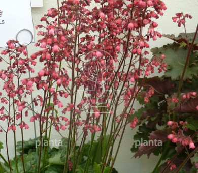 Heuchera 'Paris'