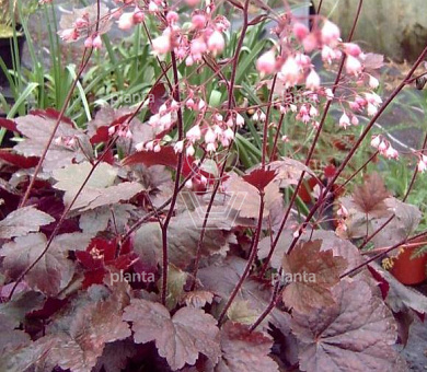 Heuchera 'Rachel'