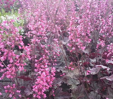 Heuchera 'Regina'