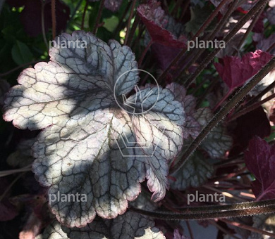 Heuchera 'Silver Scrolls'