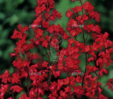 Heuchera brizoides 'Pluie de Feu'