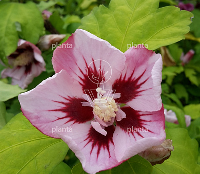 Hibiscus syriacus 'Hamabo'