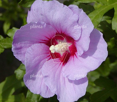 Hibiscus syriacus 'Marina'