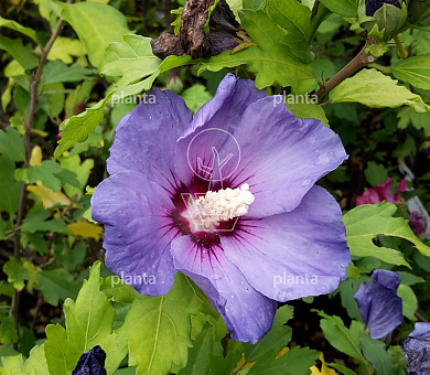 Hibiscus syriacus 'Oiseau Bleu'