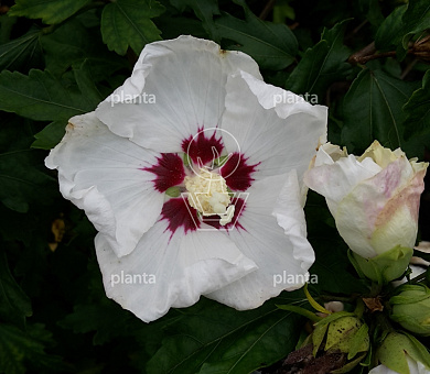 Hibiscus syriacus 'Red Heart'