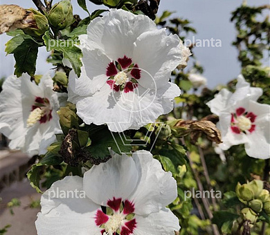 Hibiscus syriacus 'Red Heart'