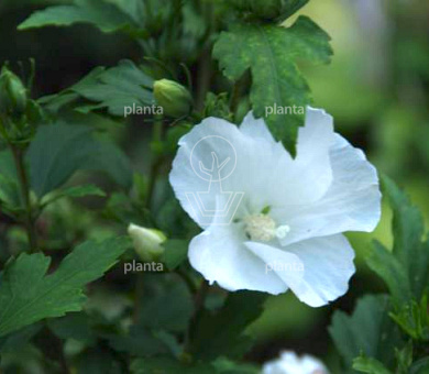 Hibiscus syriacus 'Totus Albus'