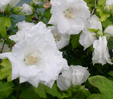 Hibiscus syriacus 'William R. Smith'