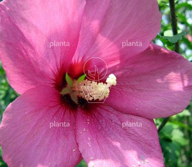 Hibiscus syriacus 'Woodbridge'