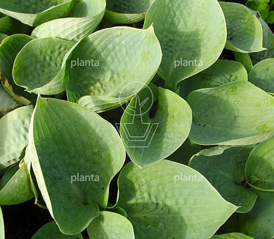 Hosta 'Big Daddy'