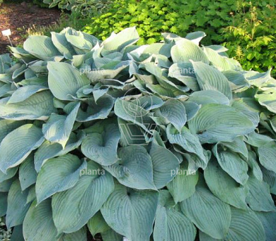 Hosta 'Blue Angel'