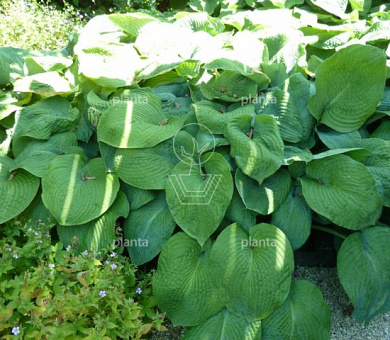 Hosta 'Bressingham Blue'