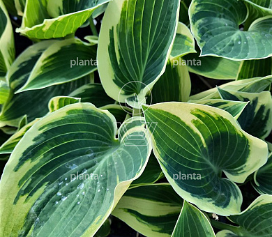 Hosta 'El Niño'