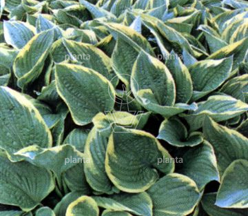 Hosta 'Fortunei Aureomarginata'