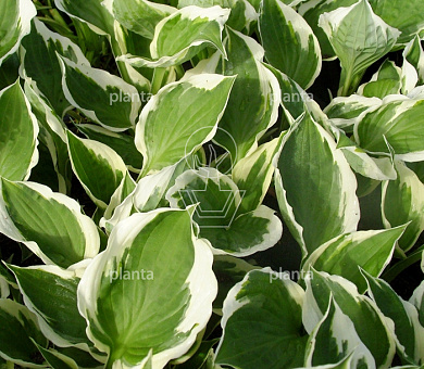 Hosta 'Fortunei Patriot'