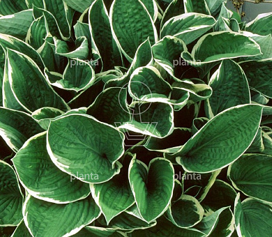 Hosta 'Francee'