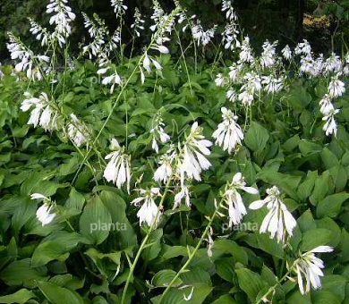 Hosta 'Royal Standard'
