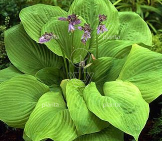 Hosta 'Sum and Substance'