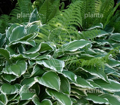 Hosta 'Undulata Albomarginata'