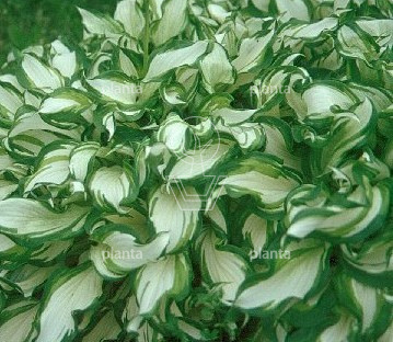 Hosta 'Undulata Mediovariegata'