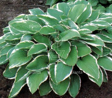 Hosta fortunei 'Francee'