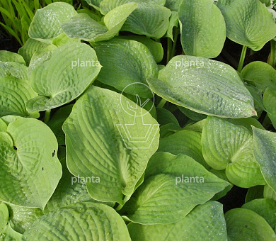 Hosta sieboldiana 'Elegans'