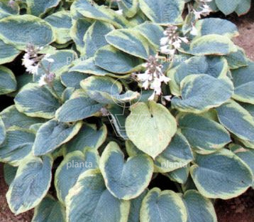 Hosta sieboldiana 'Frances Williams'