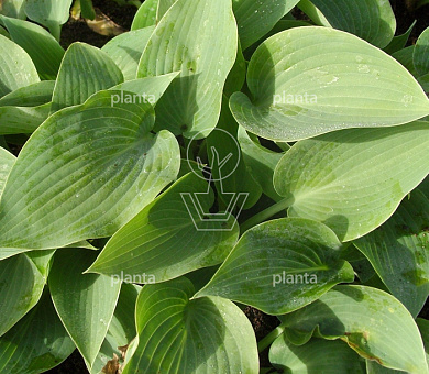Hosta tardiana 'Halcyon'