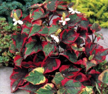 Houttuynia cordata 'Chameleon'