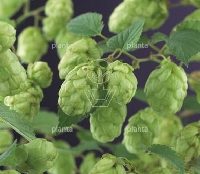 Humulus lupulus 'Nordbrau'